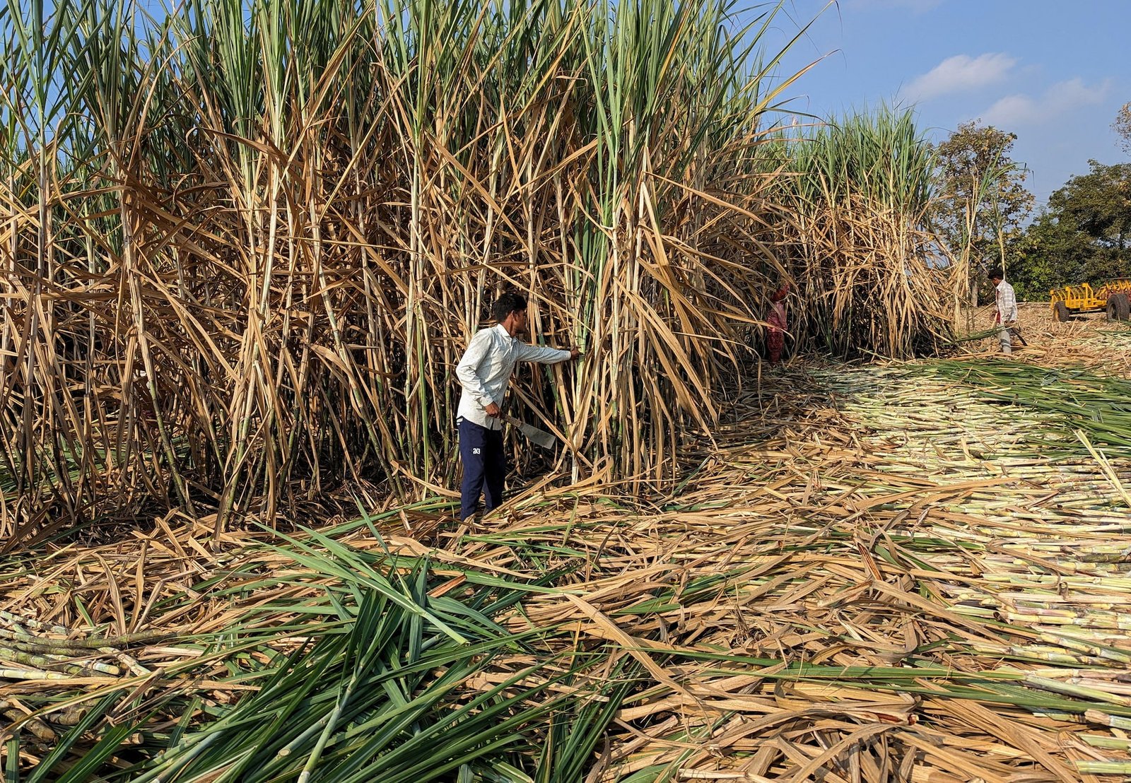 Workers harvest sugarcane in a filed in Kolhapur district